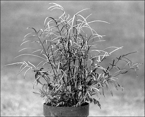 Common table fern in a pot