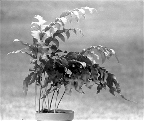 Hares foot fern