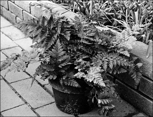 potted leatherleaf fern