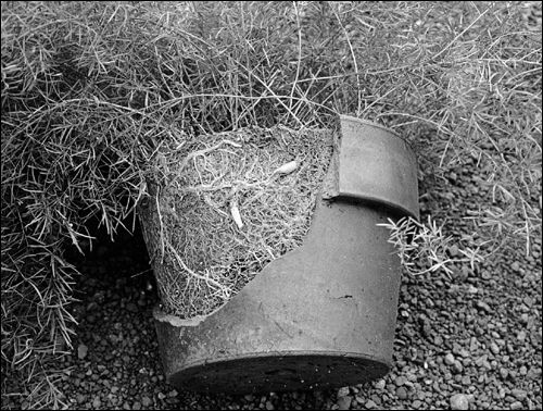Asparagus fern in a cracked pot with a root system too large for the pot