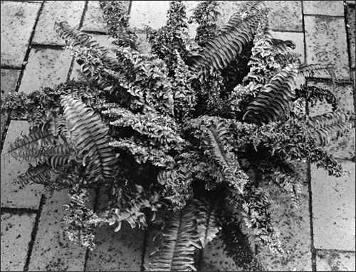 Fern with most fronds having a curly, lacy appearance