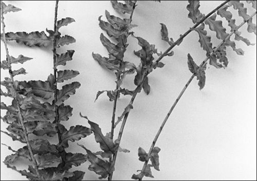 Shedding leaflets