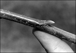 Bud with intact petiole stub