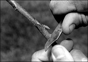 Cut across top of bud