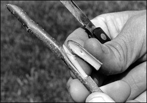 Peel bud off from stick