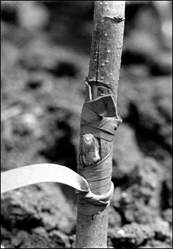 Tied bud