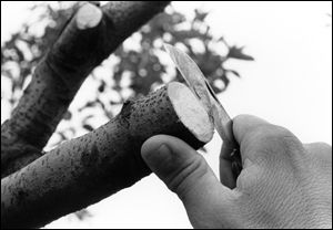Smooth edges of cut limbs