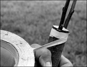 Tape graft