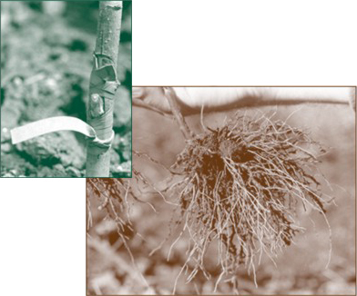 Stem and roots of plants