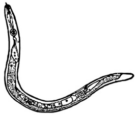 Nematode