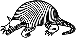 Armadillo