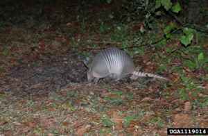 Armadillo feeding