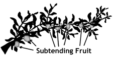 Branch with subtending fruit labeled
