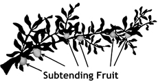 Branch with subtending fruit labeled