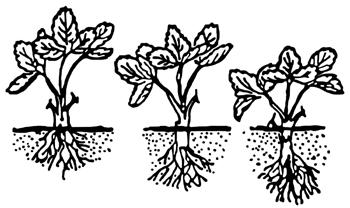 Sprouts planted at different depths