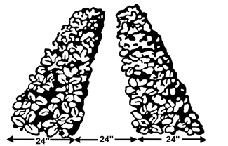 matted rows of strawberries, 24 inches wide and 24 inches apart