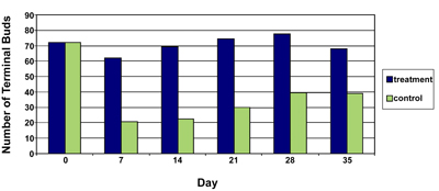 Average number of Chrysanthemum terminal buds present in each plot at seven-day intervals at the Campus site on the Barry College campus during summer, 2004. Treatment is higher than control at all days except the first (0 days)