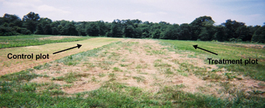 Field with control plot of yellowish grass and treatment plot of green grass