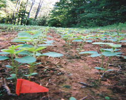 Soybean seedlings growing in a plot