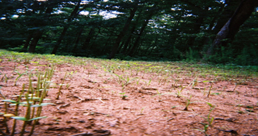 Soybean plants damaged by browsing