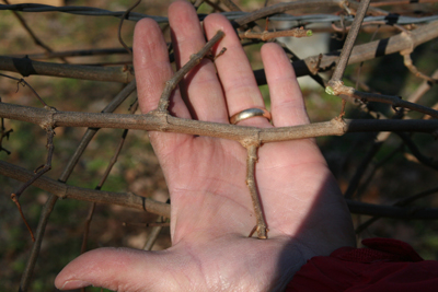 Spurs on a muscadine