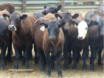 beef cattle