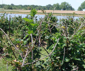 Blighted blackberry cane