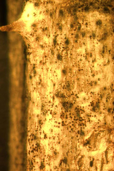 Close-up of blighted cane showing small black specks
