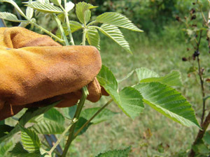 Person pinching primocane