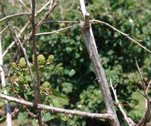 Improperly pruned canes