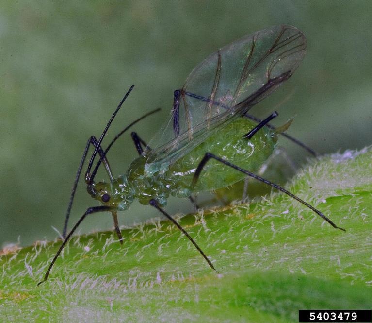 Adult aphid