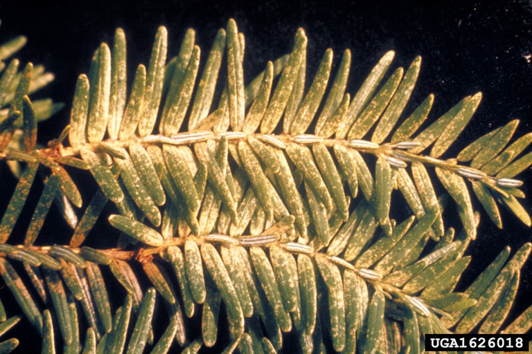 Spider mite damage on a fern-like plant