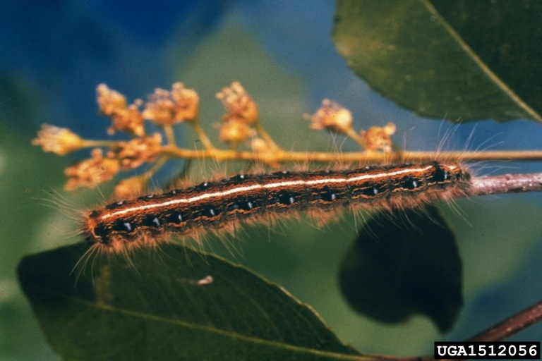 Eastern tent caterpillar.