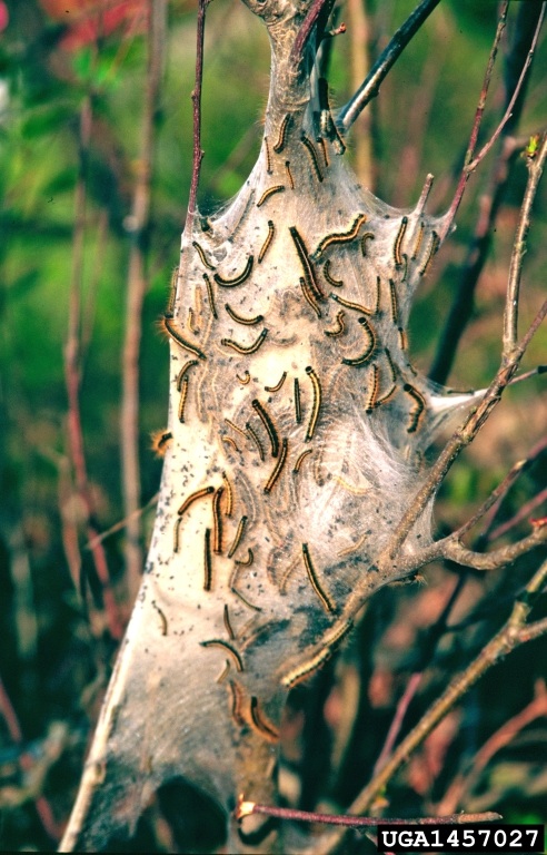 Eastern tent caterpillar nest on black cherry tree.