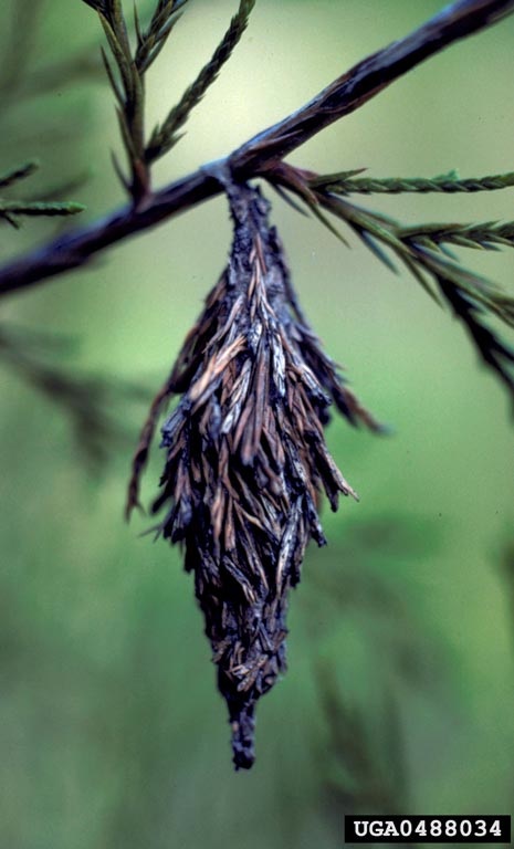bagworm