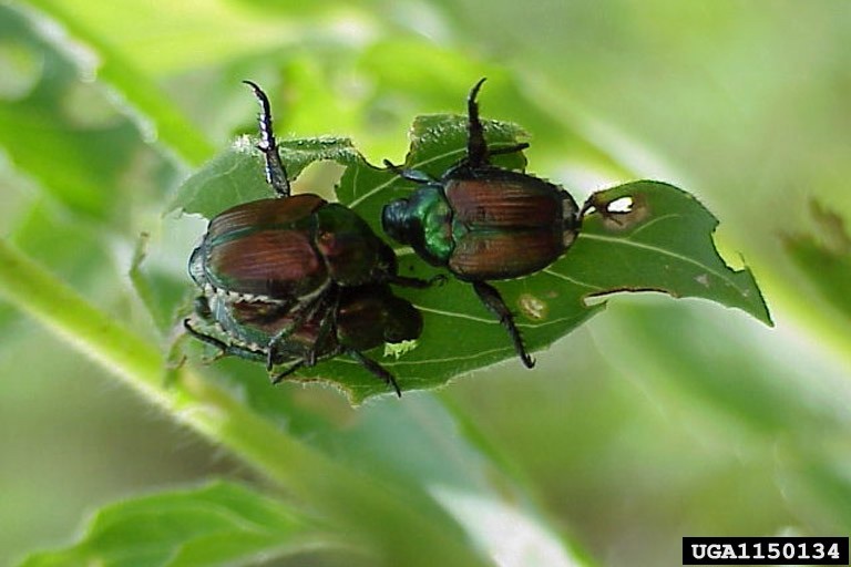 Adult Japanese beetles on a leaf