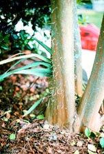 Asian ambrosia beetle on crape myrtle with