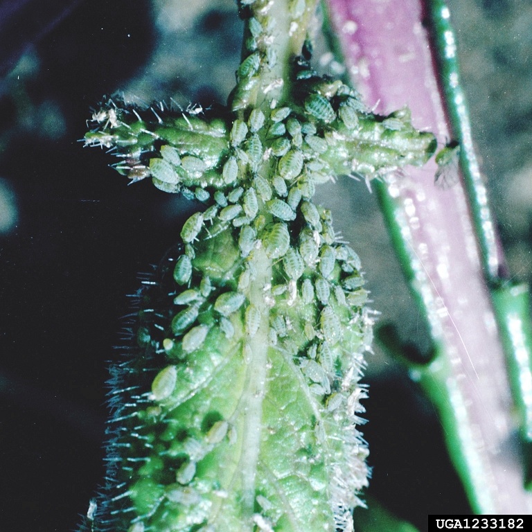 Rose leaf that appears bumpy due to an aphid infestation