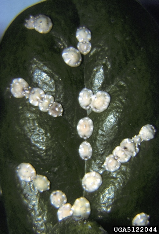 Florida wax scale insects on a waxy leaf