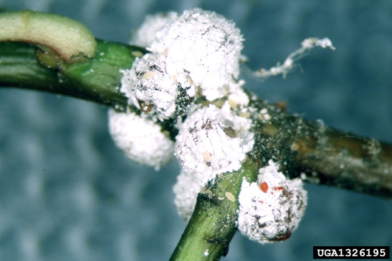 Mealybugs on hawthorn stems