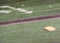 Grass lace bug on foliage