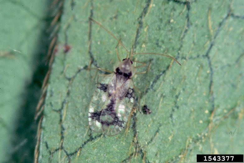 Adult lace bug on azalea.