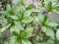 Azalea lace bug damage on azaleas.