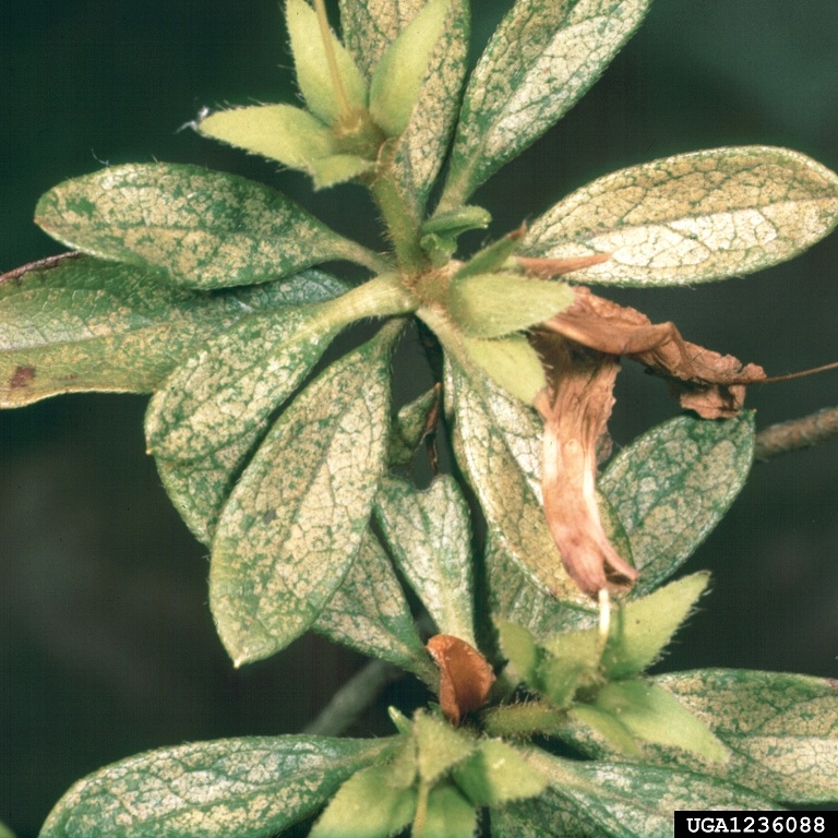 Lace bug infestation on azaleas.