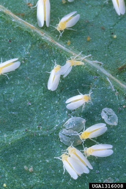 Silverleaf whiteflies