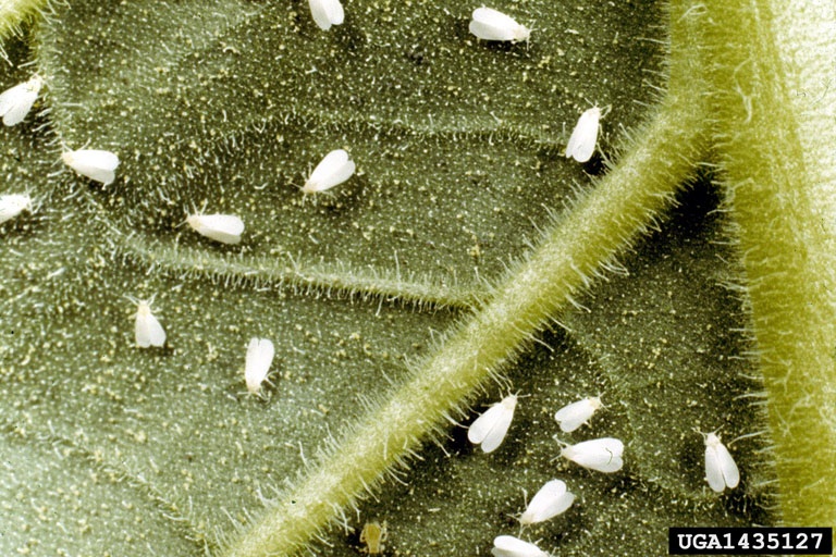 Whitefly infestation on the underside of a leaf