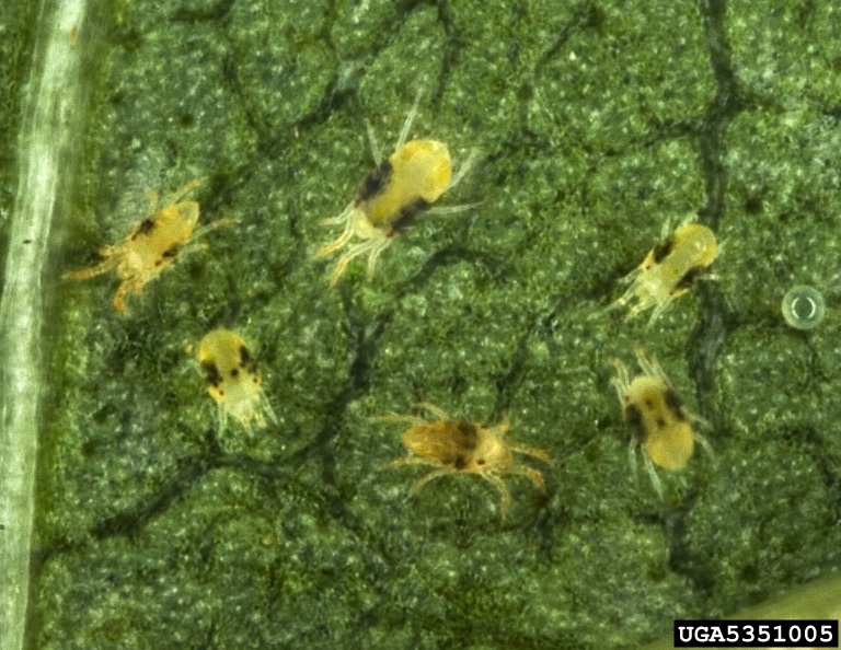 Adult spider mites on a leaf