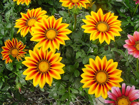 Gazania flowers