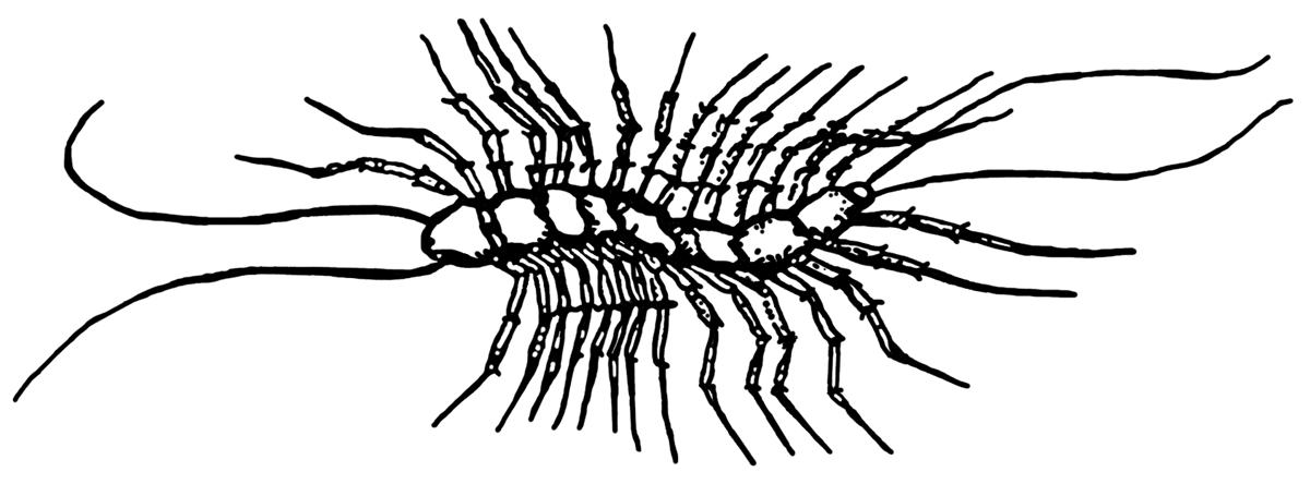 House Centipede