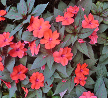 Impatiens flowers